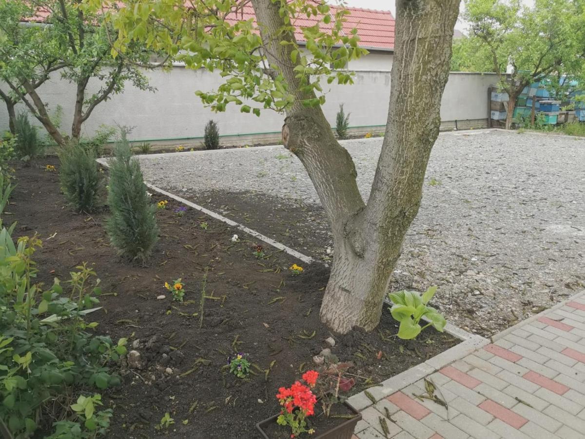 Pensiunea Albina Sinnicoara Exteriér fotografie