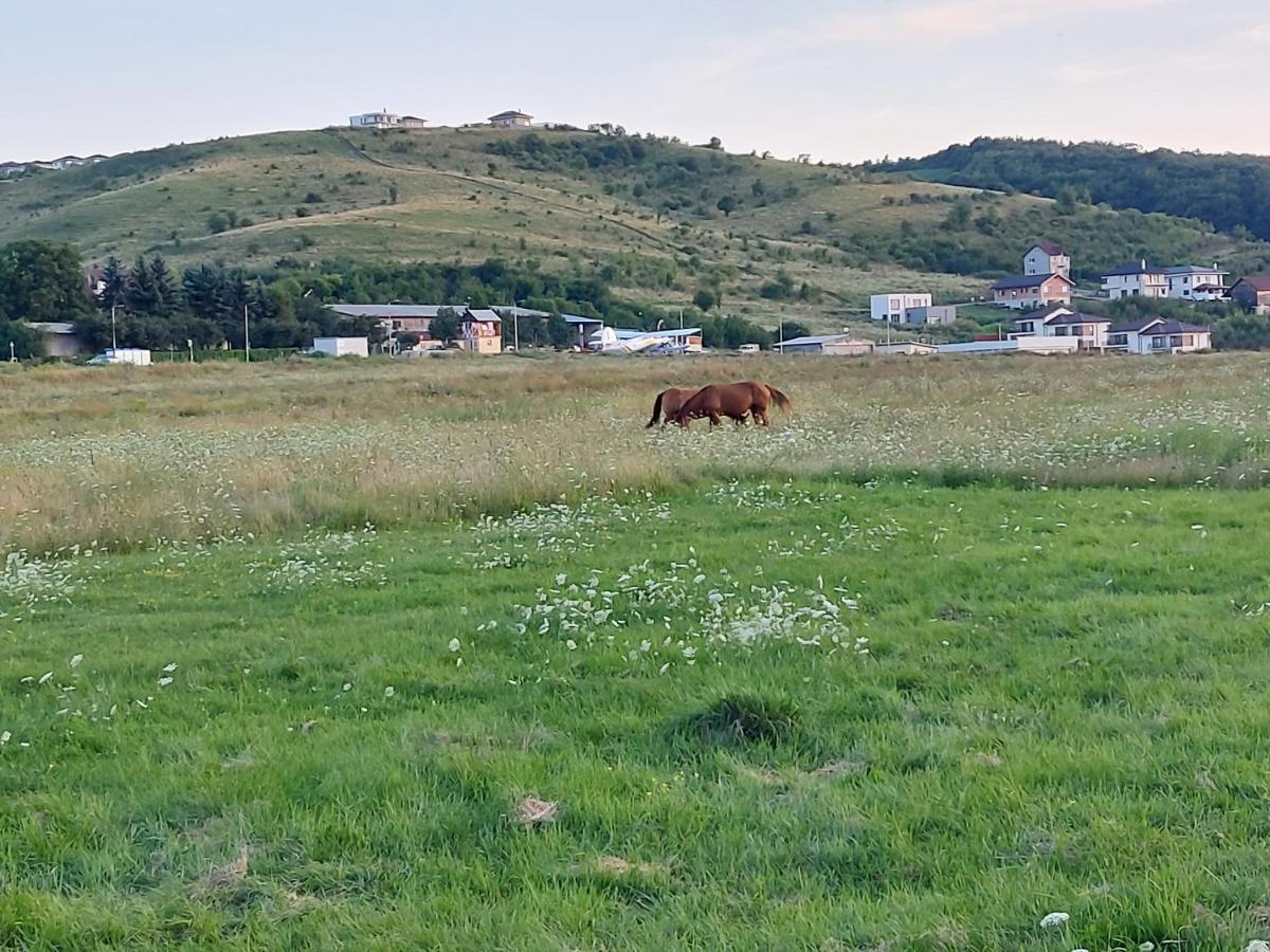 Pensiunea Albina Sinnicoara Exteriér fotografie